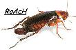 Roach